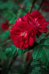 Macro image of dark red rose with water droplets. Extreme close-up with shallow dof.