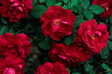 Macro image of dark red rose with water droplets. Extreme close-up with shallow dof.