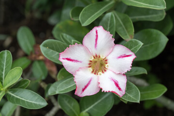 Beautiful Desert Rose (Adenium obesum) flowers.