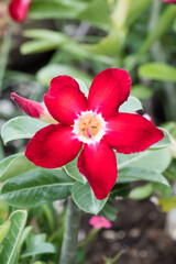 Obraz premium Beautiful Desert Rose (Adenium obesum) flowers.