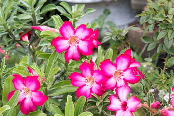 Beautiful Desert Rose (Adenium obesum) flowers.
