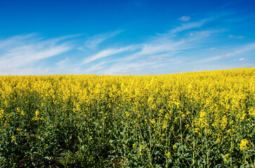 Obraz premium Big cloud on blue sky over yellow rape field (war in Ukraine, Ukraine flag - the concept)