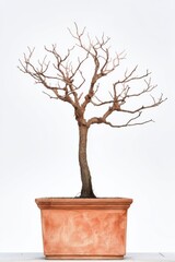 Obraz premium Elegant bare branch bonsai tree in terracotta pot against white background