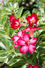 Fototapeta premium Beautiful Desert Rose (Adenium obesum) flowers.