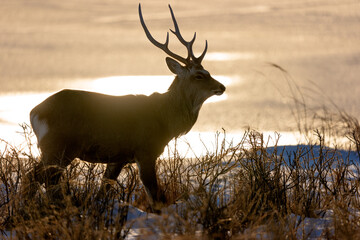 Ezo Deer Silhouetted at Sunset in Notsuke Peninsula, Hokkaido, Japan