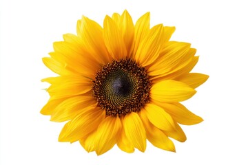 Fototapeta premium Vibrant sunflower blossom (helianthus annuus) against pristine white background ideal for nature lovers, home decor, and promotional content targeting botanical themes
