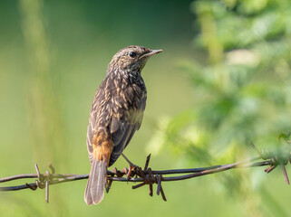 Bluethroat, Luscinia svecica. A chick, a young bird sits on barbed wire near the river