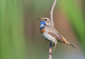 Bluethroat, Luscinia svecica. Male bird singing sitting on a branch, beautiful background