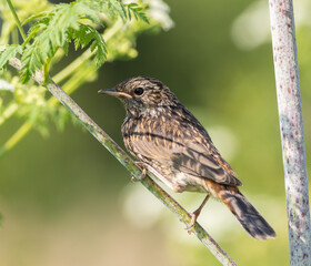 Bluethroat, Luscinia svecica. A chick, a young bird sits on a branch on the bank of the river