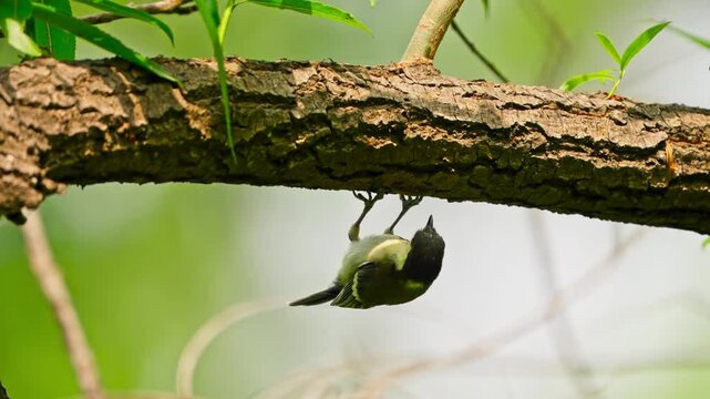 Slow Motion: Upside-Down Great Tit Hunting Geometrid Caterpillar in Bark