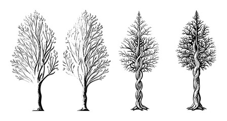 Fototapeta premium Vector Four detailed illustrations of bare trees with intricate branching .
