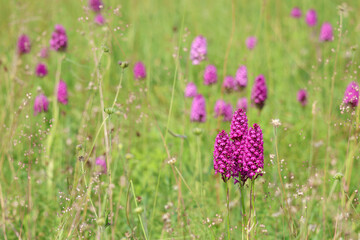 Large meadow with many pyramidal orchids