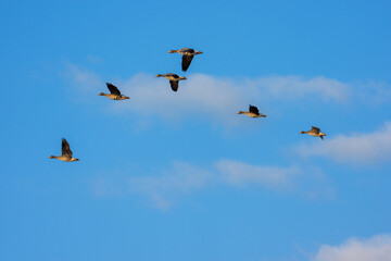 宮島沼の空を飛ぶマガンの群れ（青空）
