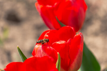 Bee and poppy and tulip flower. Nice bokeh effect of early morning golden hour. Meditation of...