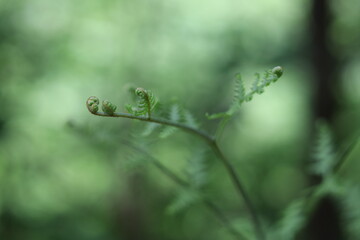 Fern