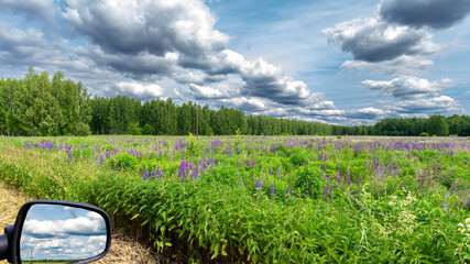 Beautiful natural scenic panorama green field of grass and lupines flowers into and blue sky with clouds on horizon. Perfect green grass and road on summer sunny day.