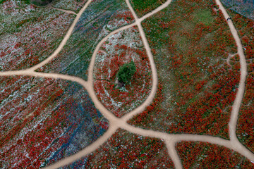 aerial drone view. Riverside scenery on a spring day full of red poppies, cornflowers, baby breath,...