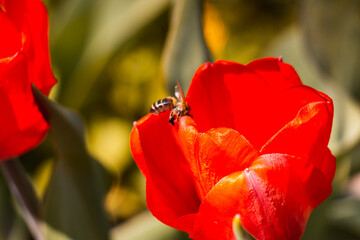 Bee and poppy and tulip flower. Nice bokeh effect of early morning golden hour. Meditation of...