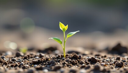 high quality, watercolor inspired simple plant emerging from soil, minimal details