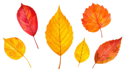 秋の紅葉、葉っぱセット（水彩画テクスチャのイラスト素材）