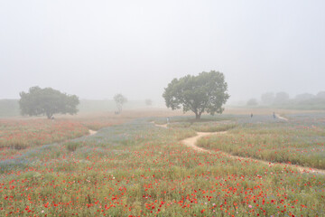 aerial drone view. Riverside scenery on a spring day full of red poppies, cornflowers, baby breath, and spring flowers.
