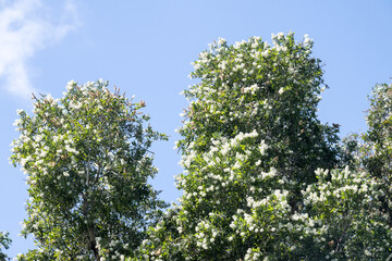 Fototapeta premium Beautiful Cajuput Tree (melaleuca leucadendra) flowers.