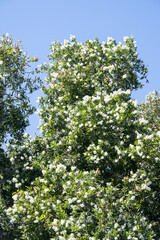 Beautiful Cajuput Tree (melaleuca leucadendra) flowers.