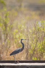 Fototapeta premium Tricolored heron walking along marsh boardwalk at Assateague National Seashore