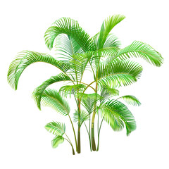 Green Palm Tree isolated on a white background. Desert and tropical houseplants. 
