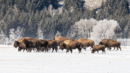 Bison herd in Grand Teton National Park © Brian Barnett