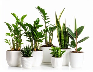Obraz premium Plants in white ceramic pot- ficus lyrata, Sansevieria, pachira, zz zamioculcas zamii 