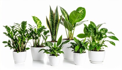 Obraz premium Plants in white ceramic pot- ficus lyrata, Sansevieria, pachira, zz zamioculcas zamii 