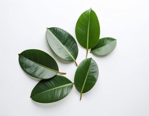 Obraz premium Rubber Plant Leaves on white background 