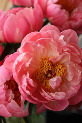 Close up of peony Coral Charm © Kateryna