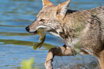 Jackals on a fish meal