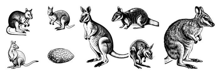 Vector Collection of wallaby illustrations in various poses and a spiky seed pod.