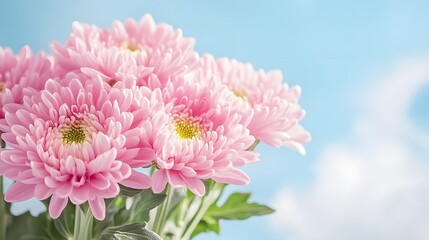 Beautiful Pink Chrysanthemum Flowers Bouquet Soft Blue Sky Background