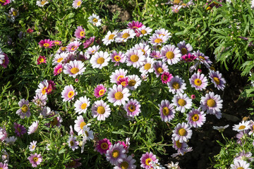 Beautiful Marguerite daisy (Argyranthemum frutescens) flowers.