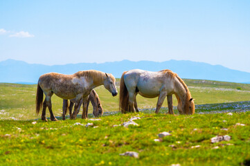Heard of natural wild horses of Livno, Bosnia and Herzegovina. Wild horses are free and roaming the mountain of Livno, Bosnia.