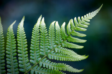 green fern leaves, nacka,sverige,sweden,stockholm,mats,summer