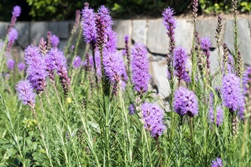 Beautiful Blazing Star (Liatris spicata) flowers.