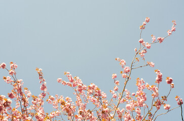 Cherry blossom in Ireland