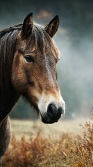 Obraz premium Majestic brown horse standing gracefully in a misty meadow during the early morning hours