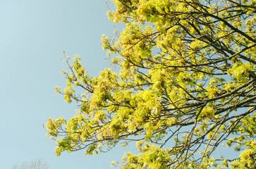 yellow against blue sky