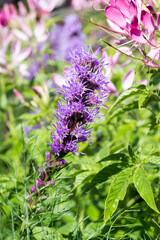 Beautiful Blazing Star (Liatris spicata) flowers.