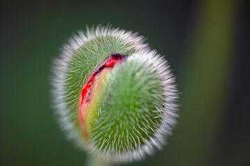 bud of poppy, nacka,sverige,sweden,stockholm,mats,summer
