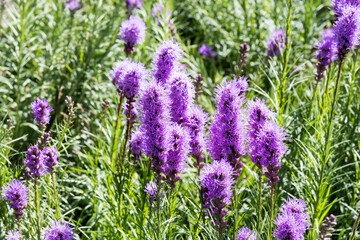 Beautiful Blazing Star (Liatris spicata) flowers.