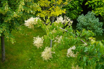 Flowering plants in a plant nursery, among various shrubs and trees.