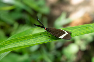 Pidorus rests on the leaf blade in early summer.