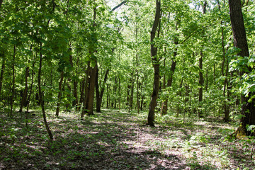 Fototapeta premium The road through the green forest. Maple and oak trees. Walking and meditating in nature surrounded by the sounds of nature and birdsong. The sun's rays create a beautiful pattern on the ground